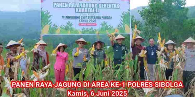 Dukung Program Nasional Swasembada Pangan, Polres Dan Forkopimda Kota Sibolga Panen Raya