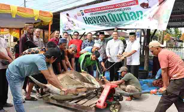 Polres Dairi Sembelih 5 Ekor Sapi Hewan Qurban Dalam Rangka Idul Adha 1446 H